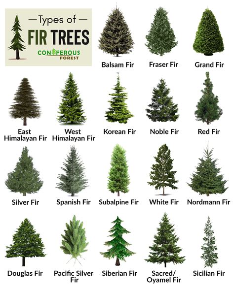 Fir Tree Facts, Types, Identification, Diseases, Pictures