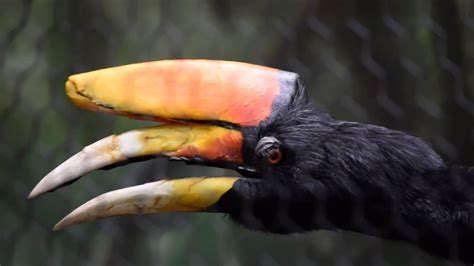 Rhinoceros hornbill at the Cincinnati Zoo - YouTube