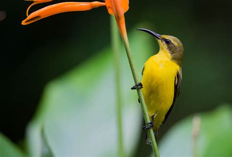 Daintree Rainforest Private Charter Tour | 2 Day Wildlife & Reef Tour