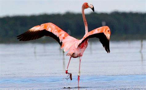 Audubon and Other Researchers Vindicate Flamingo-Loving Floridians ...