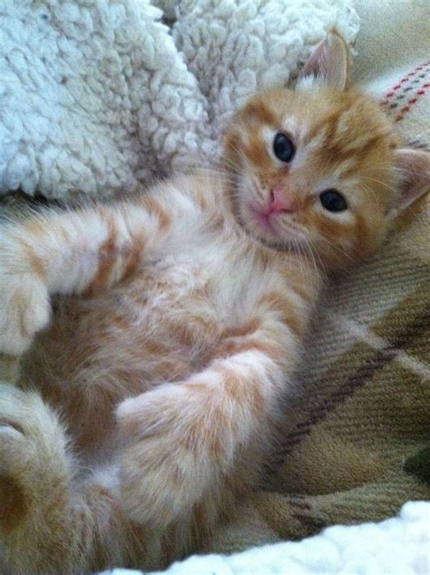 #kitten Cute orange tabby cat | Orange tabby cats, Cute cats and dogs, Cats