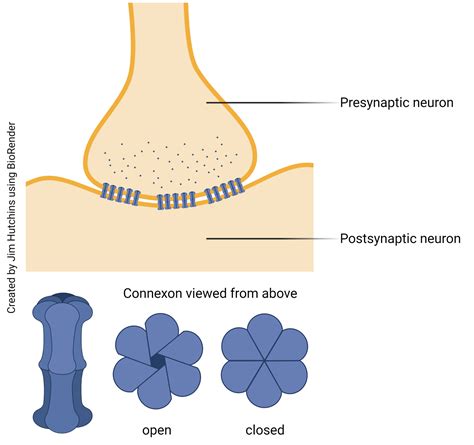 Electrical Synapses – Introduction to Neuroscience