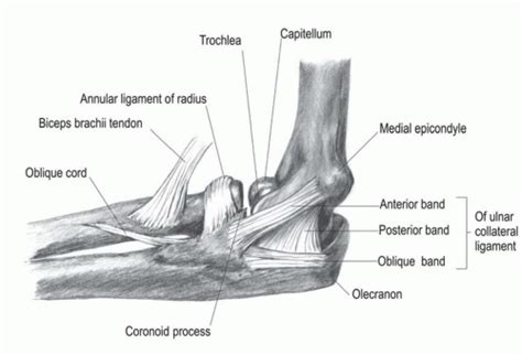 Ulnar Collateral Ligament Anatomy