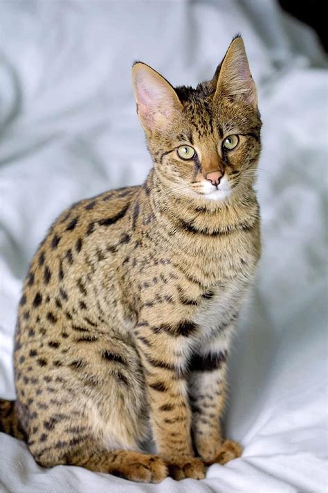 savannah cat, hybrid, serval, domestic, feline, adorable, new breed, small dog size, exotic ...