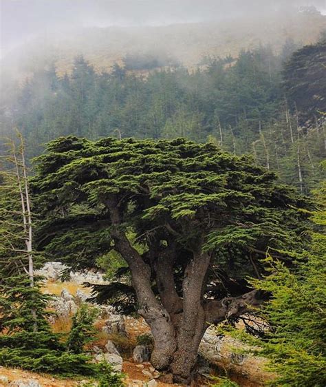 The mighty cedar 🌲 Photo b | Cedar trees, Lebanon tree, Unique trees