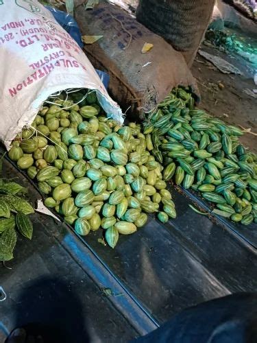 A Grade Green Fresh Parwal Vegetable, Carton, 20 Kg at Rs 30/kg in New ...