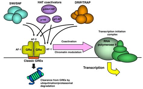 Glucocorticoid Receptor - Endotext - NCBI Bookshelf