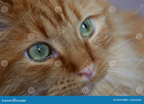 Closeup of an Orange Tabby Cat Face Stock Image - Image of green ...