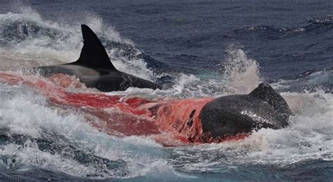 Orcas Spotted Hunting and Eating Beaked Whales and Sevengill | Plants And Animals