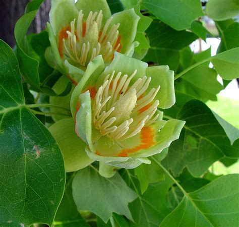 Liriodendron - Alchetron, The Free Social Encyclopedia