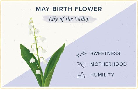 May Birth Flower: Lily of the Valley - agrohort.ipb.ac.id