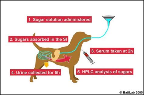 Intestinal Permeability Test - Veterinary Laboratory UK | Diagnostic ...