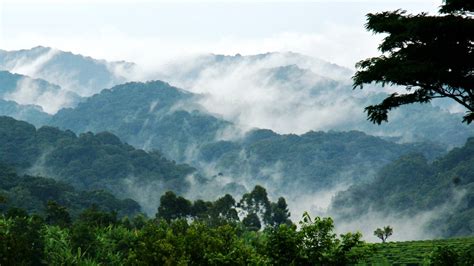 Getting to Bwindi Impenetrable National Park - how to get to bwindi