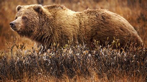 Grizzly bear attack kills couple in Banff National Park | CBC.ca