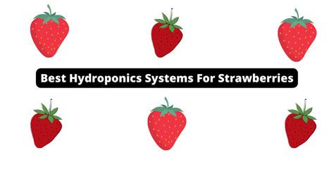 THE Best Hydroponics Systems For Strawberries [Methods Breakdown ...