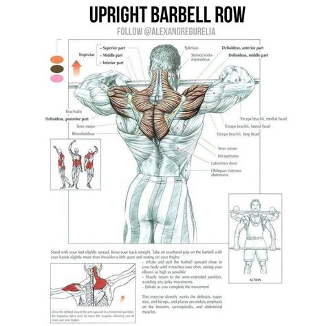 UPRIGHT BARBELL ROW | Exercícios de musculação, Exercícios para ombro, Exercícios para ombros