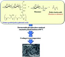 Formation of microparticles from amylose-grafted poly(γ-glutamic acid) networks obtained by ...