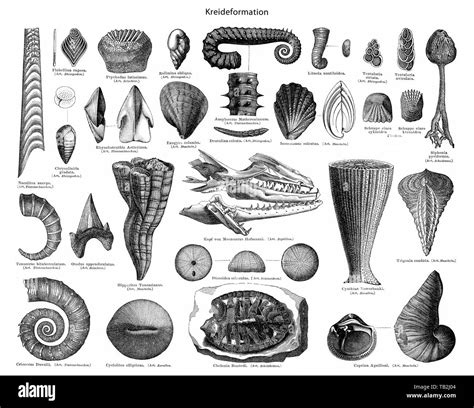 fossils of crustaceans, corals, clams, snails, and protozoa from the Cretaceous period ...