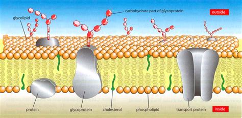 What is the role of protein channels in the cell membrane? | Socratic