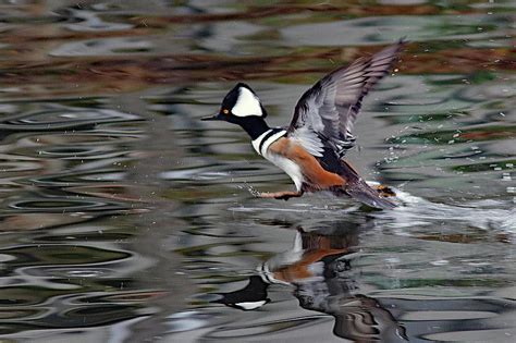 Hooded Merganser takes flight Photograph by Joseph Siebert - Fine Art America