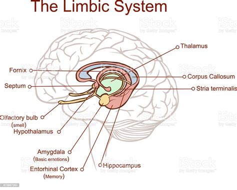 Doorsnede Door De Hersenen Toont Het Limbisch Systeem En Alle Verwante Structuren ...