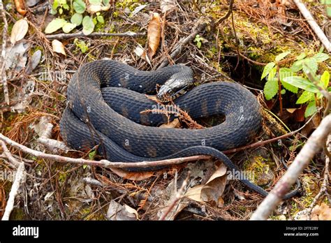 Florida banded water snake hi-res stock photography and images - Alamy