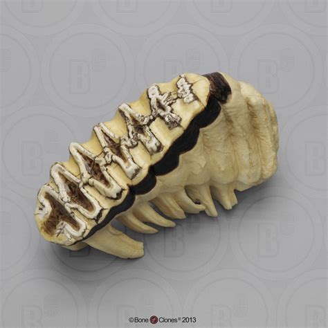 African Elephant Tooth - Bone Clones, Inc. - Osteological Reproductions