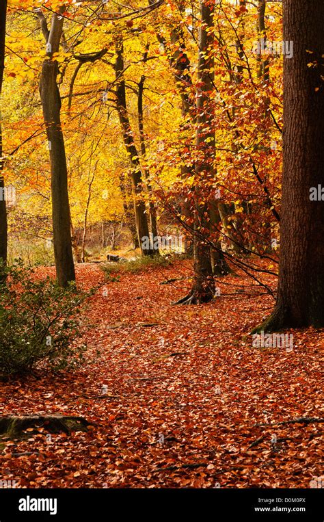 Burnham Beeches in Autumn Buckinghamshire England Stock Photo - Alamy