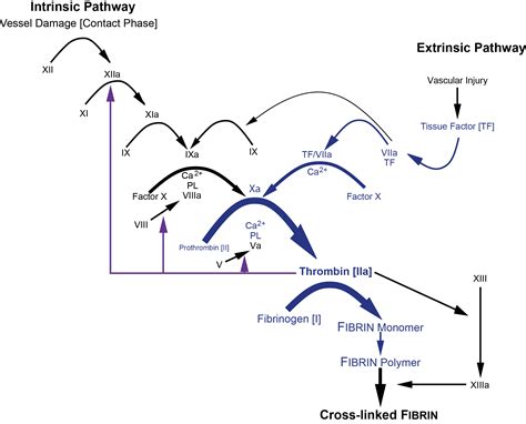 Pathway Of Time