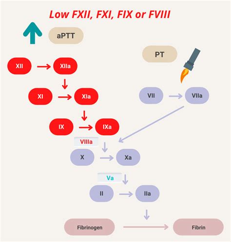 What are causes of an isolated elevation of activated partial thromboplastin time (aPTT) (normal ...