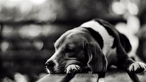 Sad Dogs Wallpapers - Top Free Sad Dogs Backgrounds - WallpaperAccess