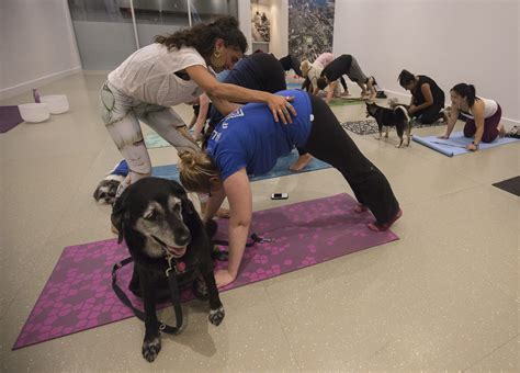 "The dogs found their Zen:" We asked 10 people what it's like to do yoga with a dog