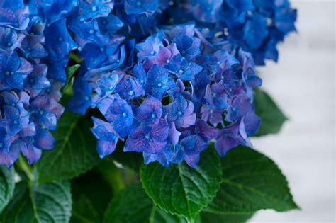 hydrangea BLUE on Behance