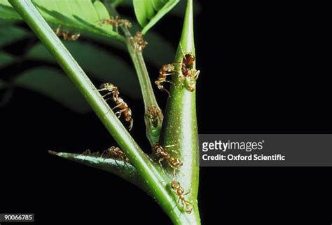 Acacia Ant Photos and Premium High Res Pictures - Getty Images