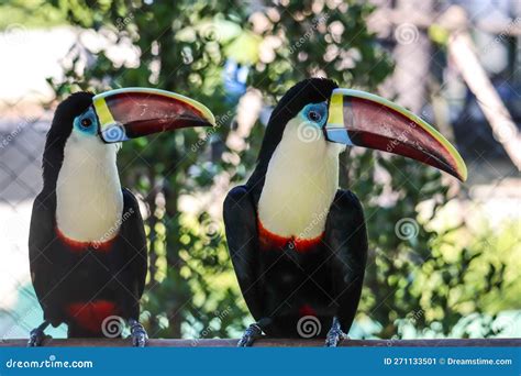 Close Up of Channel-billed Toucan in the Zoo Stock Image - Image of animal, adjutant: 271133501