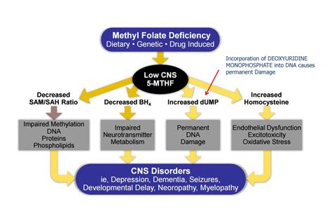 My Guide to MTHFR Gene Mutation, MTHFR Testing & Treatment