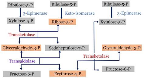 Pentose Phosphate Pathway: Source of NADPH for Reductive Biosynthesis (Biochemistry)