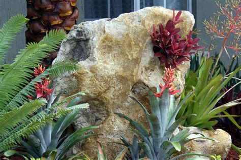 bromeliad in stone | Bromeliads, Fruit garden, Growing fruit