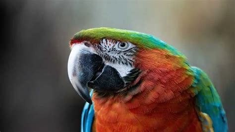 Why Is My Parrot Making Weird Noises? Understanding Your Feathered Friend's Vocalisations ...