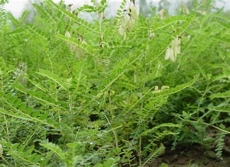 Astragalus membranaceus seed | BELL Garden Company,Wholesale Plant ...