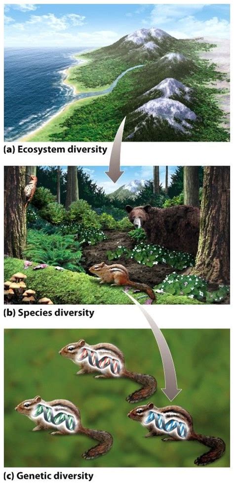 Levels of biodiversity. 3 scales: a.) ecosystem diversity is the variety of ecosystems within a ...