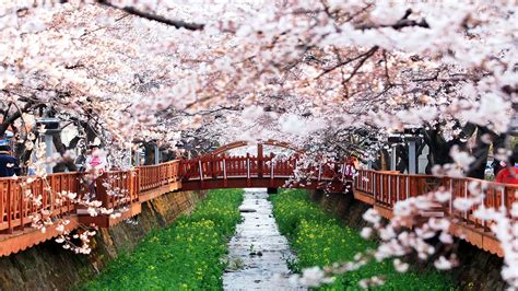 Seoul Cherry Blossom - Jinhae Korea Cherry Blossom Festival - 1920x1080 ...