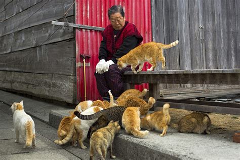 Tashirojima - Cat Island