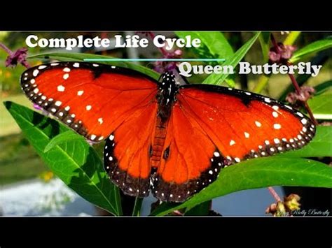 Complete Life Cycle - Queen Butterfly - YouTube