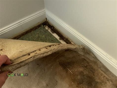 Mold On Carpet-The Risks Of Indoor Mold How To Test For It, 54% OFF