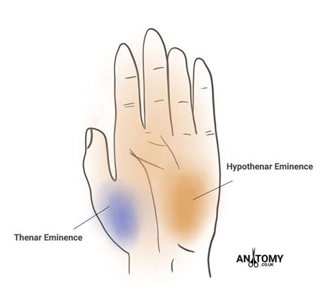 Image result for thenar eminence | Forearm muscle anatomy, Muscle anatomy, Hand therapy