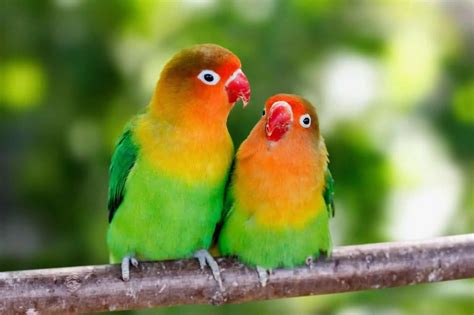 6 Things You Didn't Know About Lovebird Singing and Song - petrestart.com