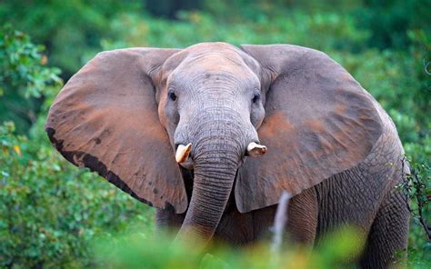 African Forest Elephant Population 2024 - Kassi Matilda