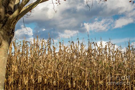 Autumn Corn Field One Photograph by Howard Roberts - Fine Art America