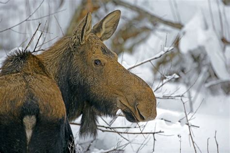 Big Moose Cow in Winter, Eating Twigs, Portrait Close Up Stock Image ...